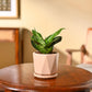 Snake Plant - Green