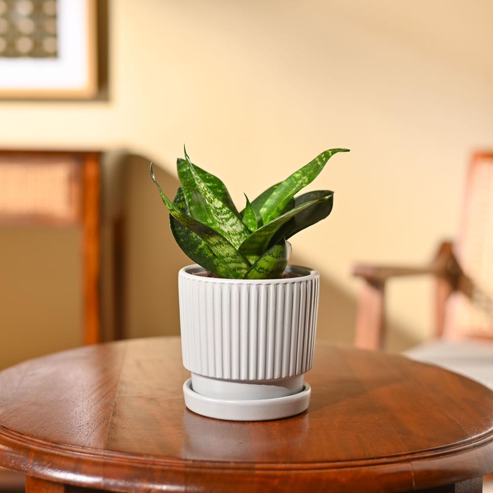 Snake Plant - Green