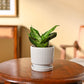 Snake Plant - Green