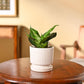 Snake Plant - Green