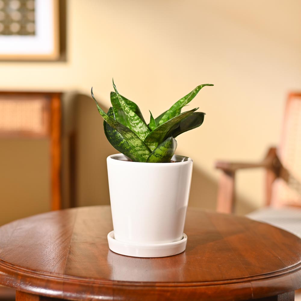 Snake Plant - Green