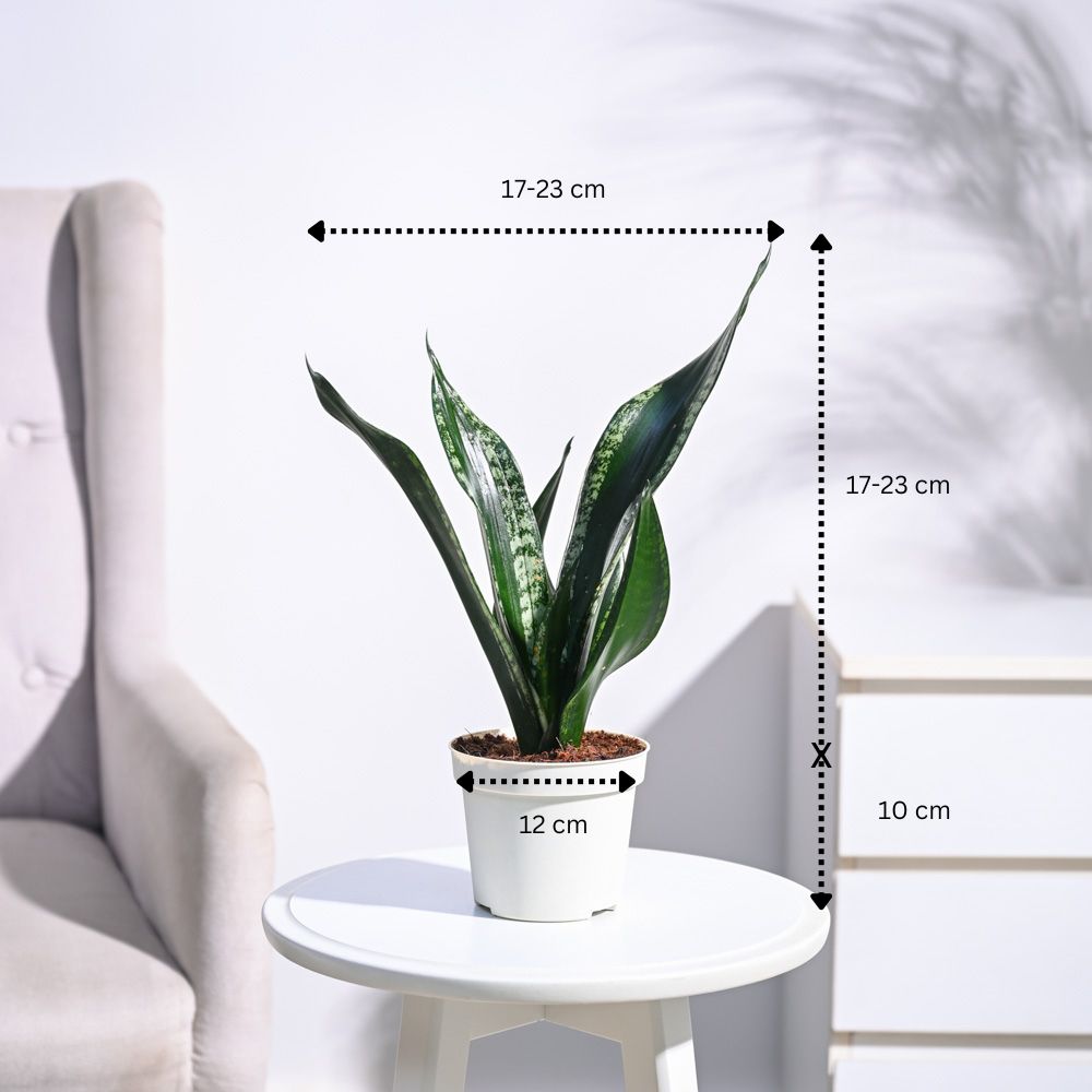 snake plant whitney Buy Sansevieria Whitney | Air-Purifying Indoor Plant