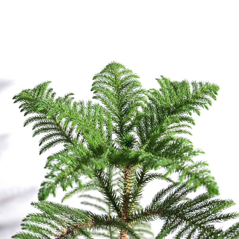 Indian Christmas Tree XL indian-christmas-tree-xl