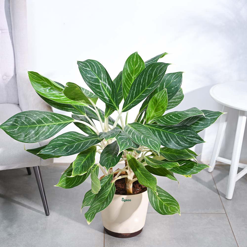 aglaonema stripes intratuin Buy Aglaonema Stripes Plant