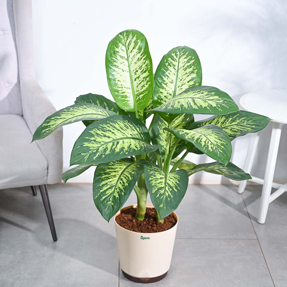 dieffenbachia benefits Dieffenbachia Tropic Snow for Sale- XL Tropical Plant with Snowflake-like Variegations – Ugaoo