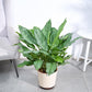 Aglaonema Dove Plant - XL