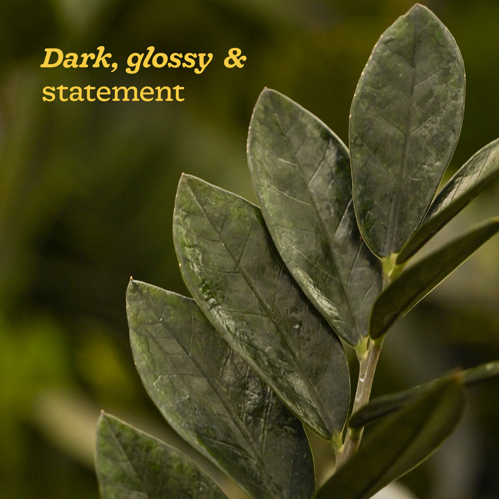 ZZ Black Plant - XL