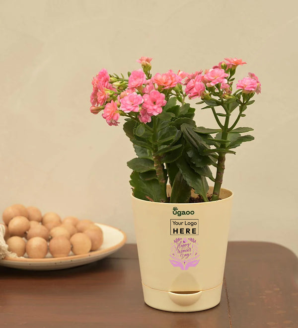 Kalanchoe Pink Plant - Women's Day Gift For Employees