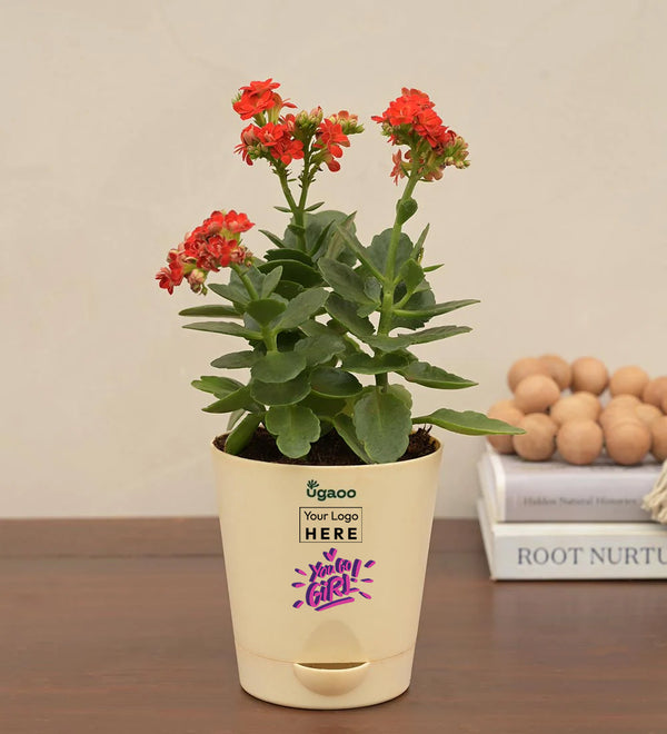 Kalanchoe Red Plant - Women's Day Gift For Employees