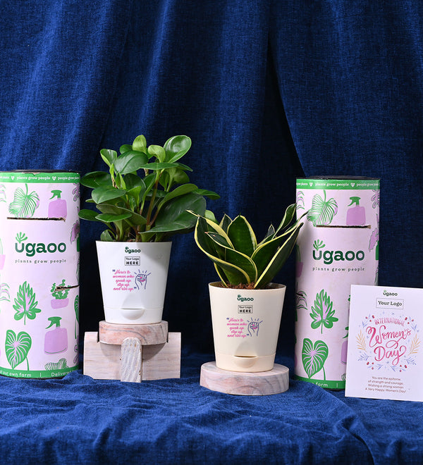 Set of Two Plants For Women's Day - Hamper 3
