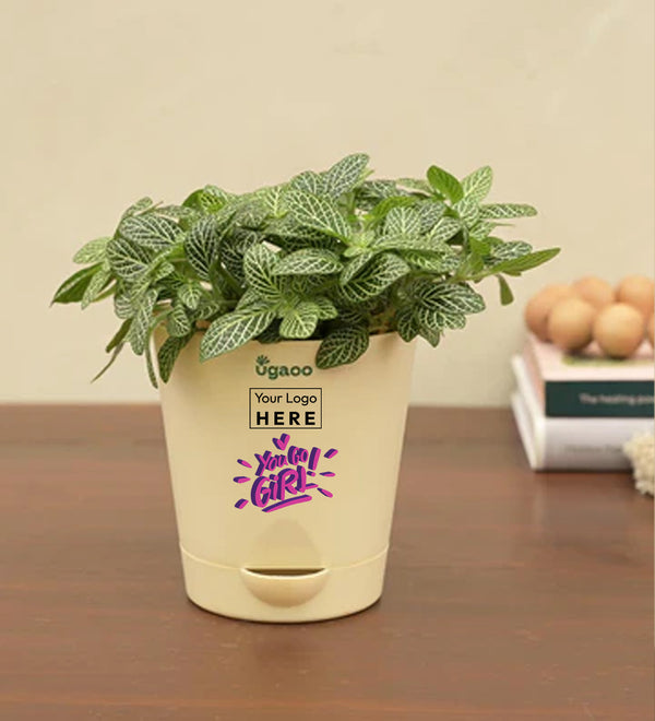 Fittonia Green Plant (Nerve Plant) - Women's Day Gift For Employees