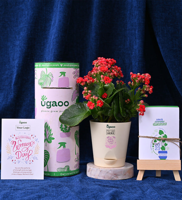Kalanchoe Red & Plantable Calendar For Women's Day