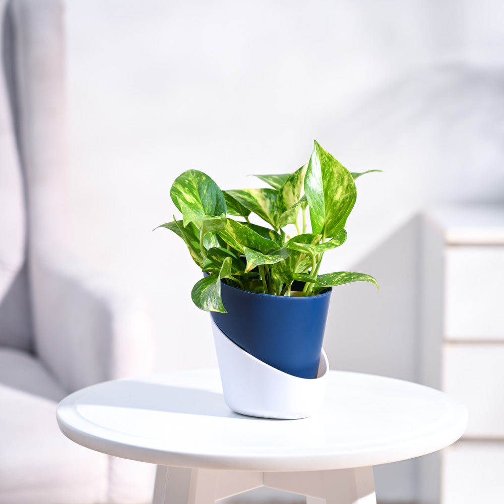 money plant in blue pot Premium Variegated Money Plant – Add Indoor Elegance & Prosperity! – Ugaoo