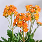 Kalanchoe Plant - Orange