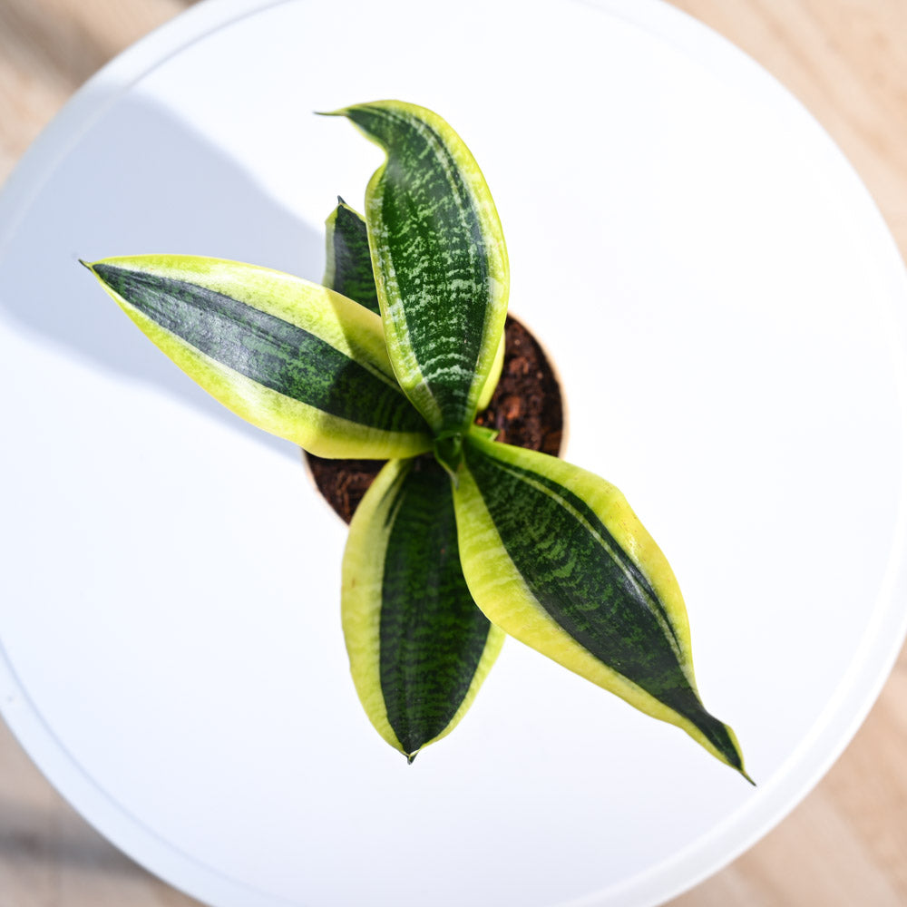 Snake Plant - Futura Superba