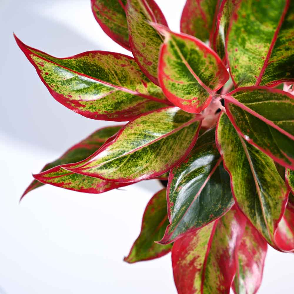 Buy Aglaonema Red Plant | Vibrant Red Chinese Evergreen for Sale