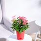 Ixora (Rugmini) Plant - Pink
