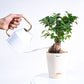 Ficus Bonsai Plant