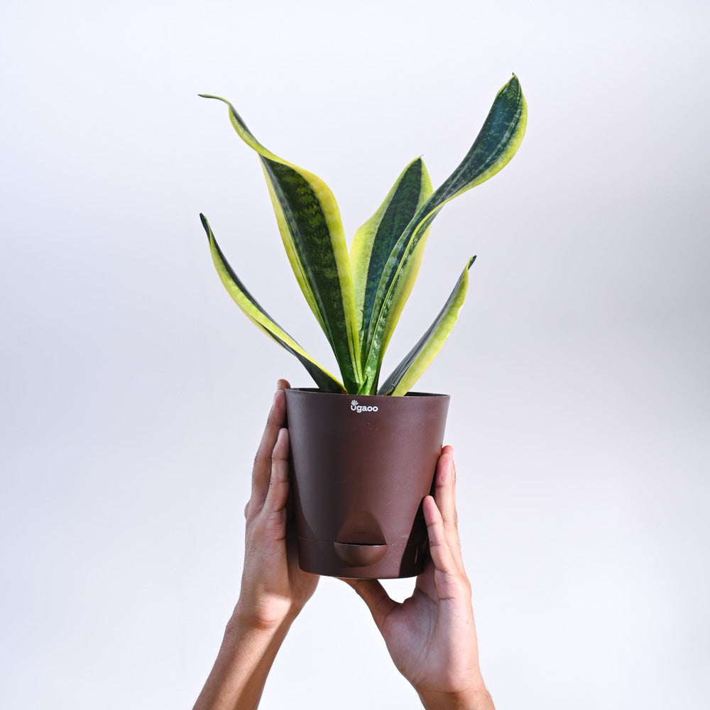 Snake Plant - Futura Superba