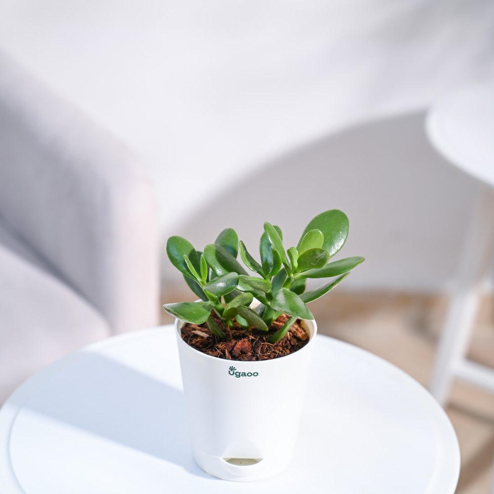 ceramic-pot-cadet-blue