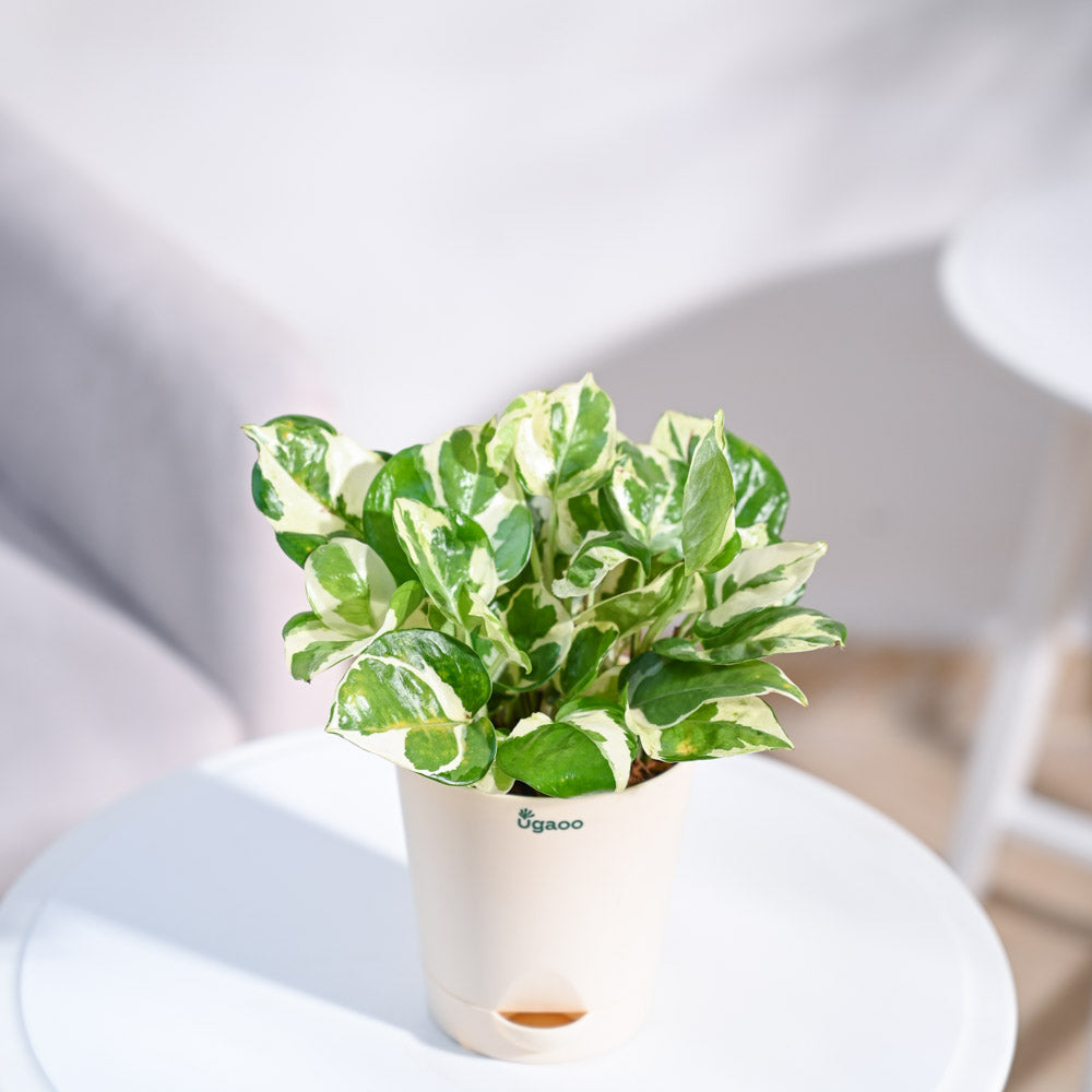 white money plant Buy Lucky Money Plant N'Joy online in India from Ugaoo