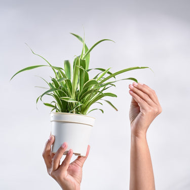 Buy Spider Plant Chlorophytum SpiderBenefits, Tips & Placement