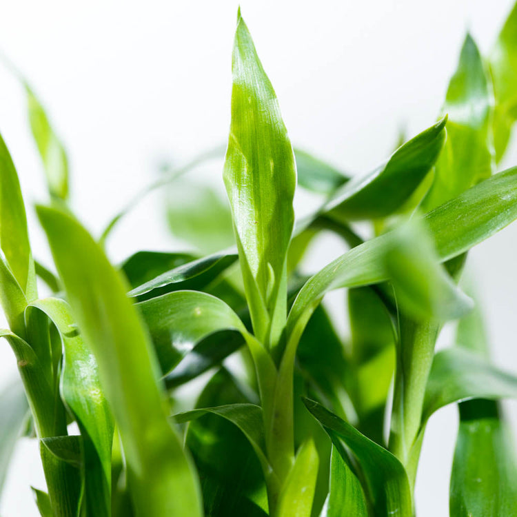 The Complete Lucky Bamboo Plant Care Guide: Water, Light & Beyond