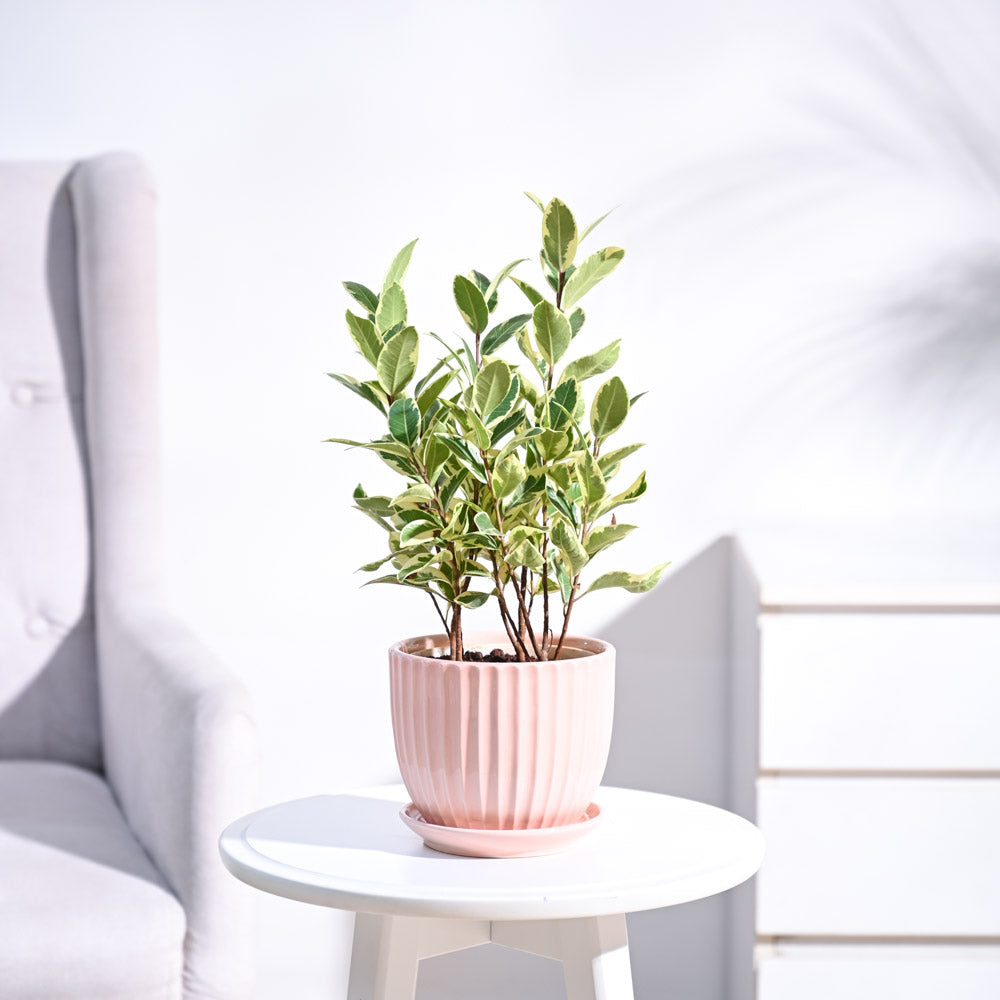 GrailCeramicPotPeachNUPL0458GPC