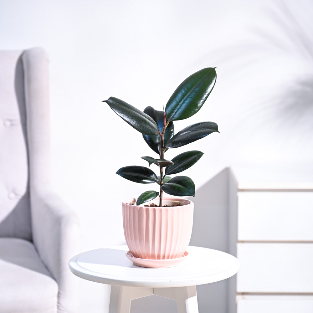 green ficus plant Ficus elastica (Rubber Tree Plant)  Interior Foliage Design