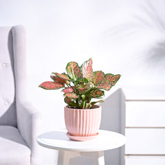 Aglaonema Pink Beauty Plant