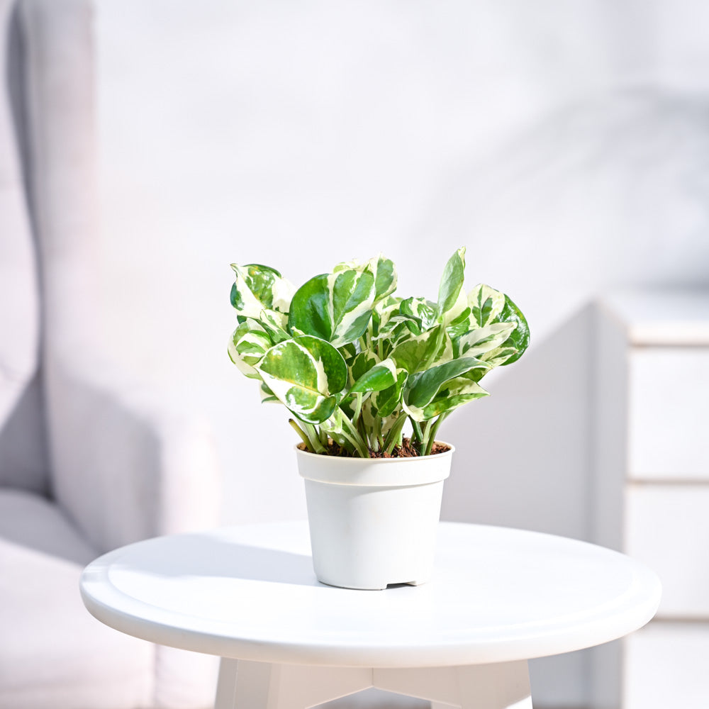 pothos plant lucky Buy Lucky Money Plant N'Joy online in India from Ugaoo