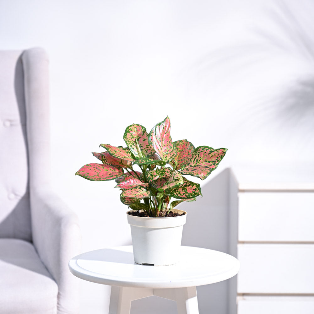 Stylish & Low-Maintenance: Chinese Evergreens for Your Home 1 Aglaonema Pink Beauty Plant