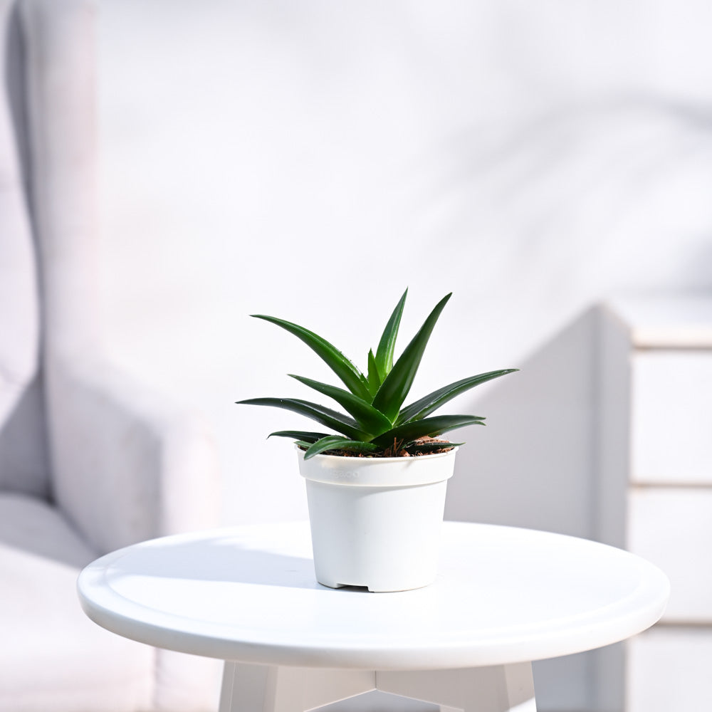 mini aloe vera succulent Shop Aloe Vera Mini Plants: Benefits, Care Tips, and More