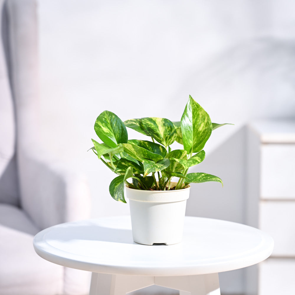 variegated money plant Premium Variegated Money Plant – Add Indoor Elegance & Prosperity! – Ugaoo