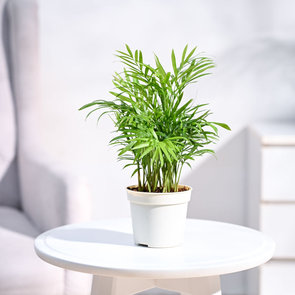 bamboo palm plants Buy Bamboo Palm Plant