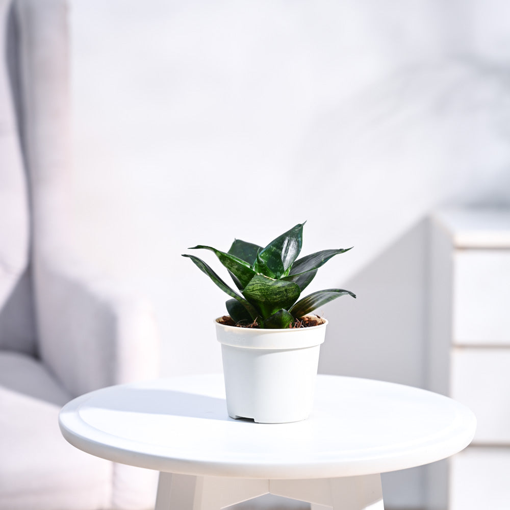 snake plant on table Snake Plant