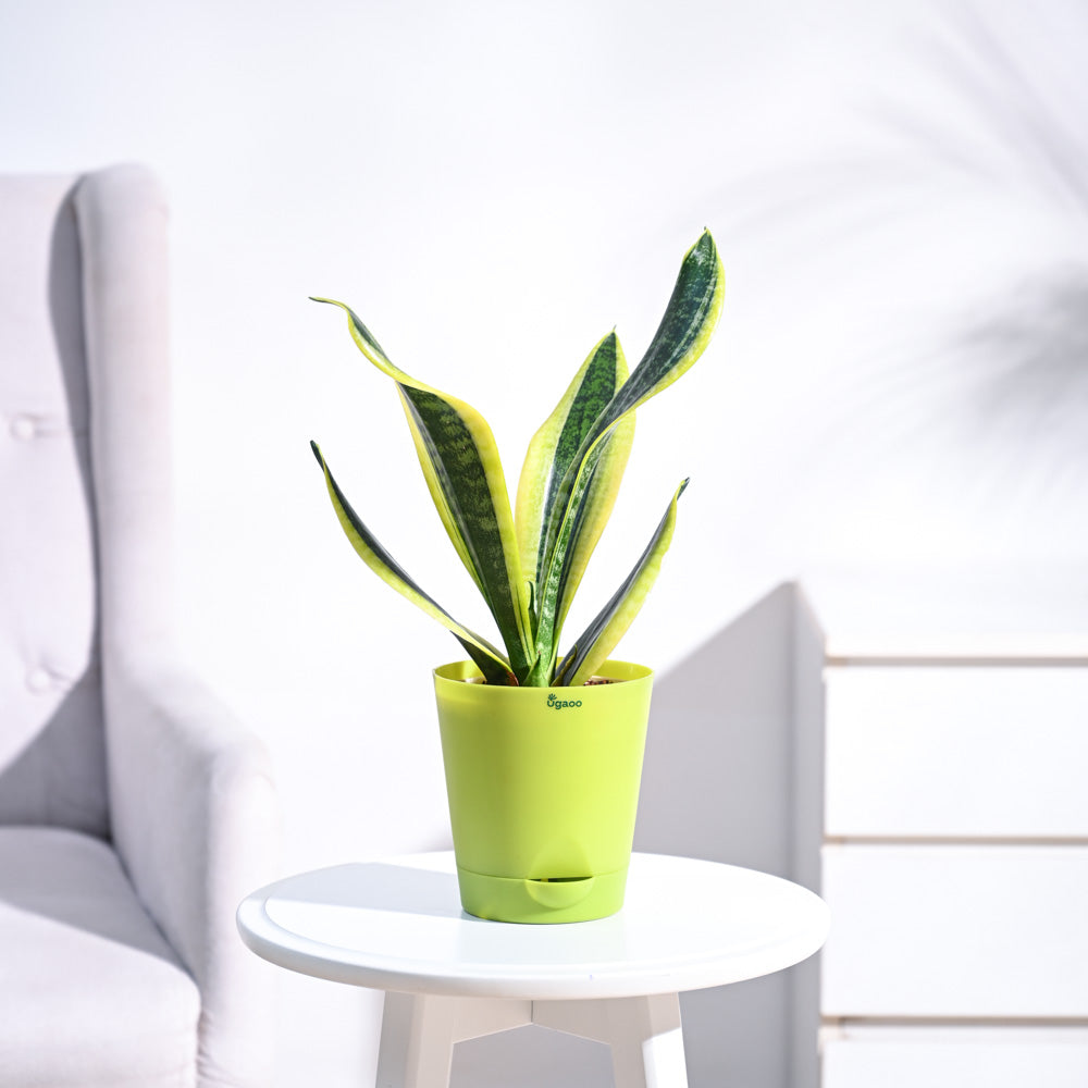 Krish12PlanterLightGreen