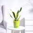Krish12PlanterLightGreen