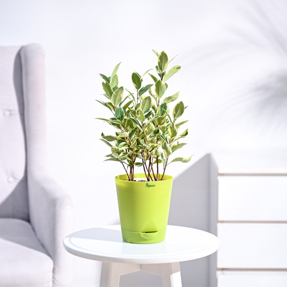 Krish12PlanterLightGreenNUPL0458KLG