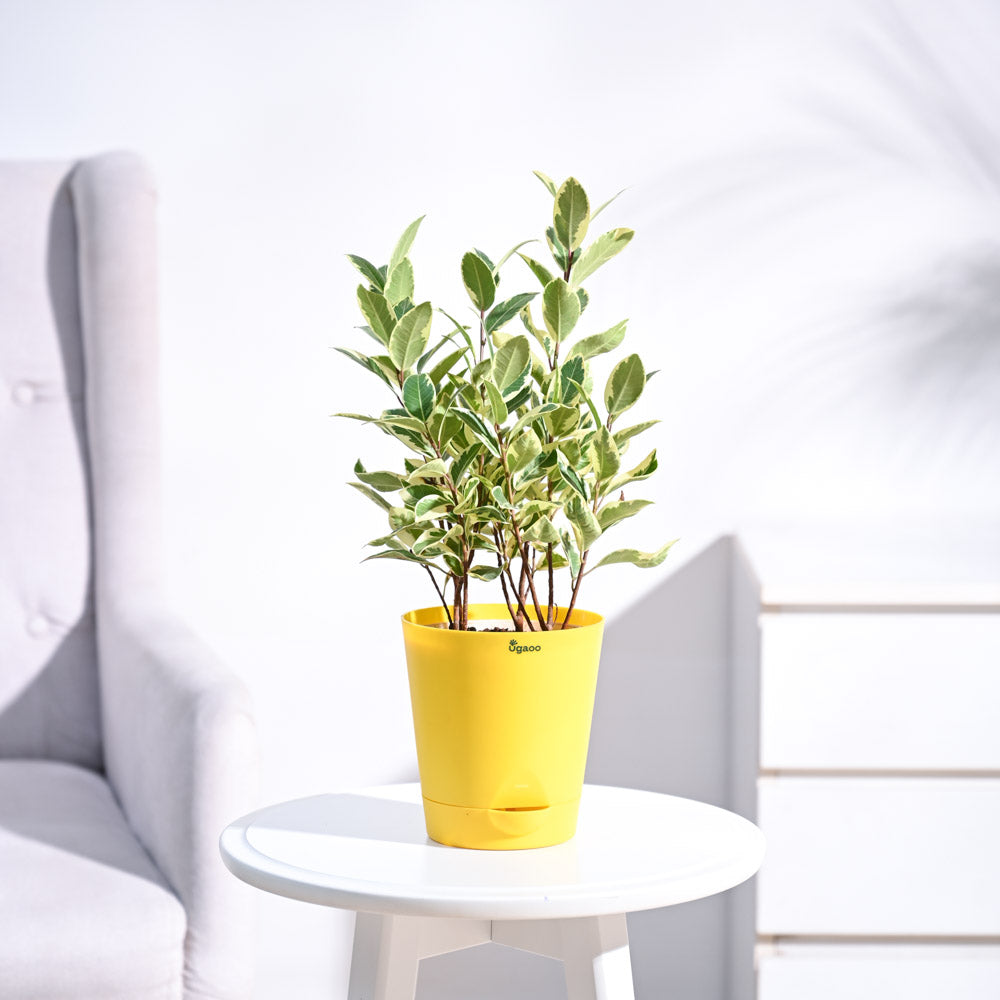 Krish12PlanterYellowNUPL0458KYL