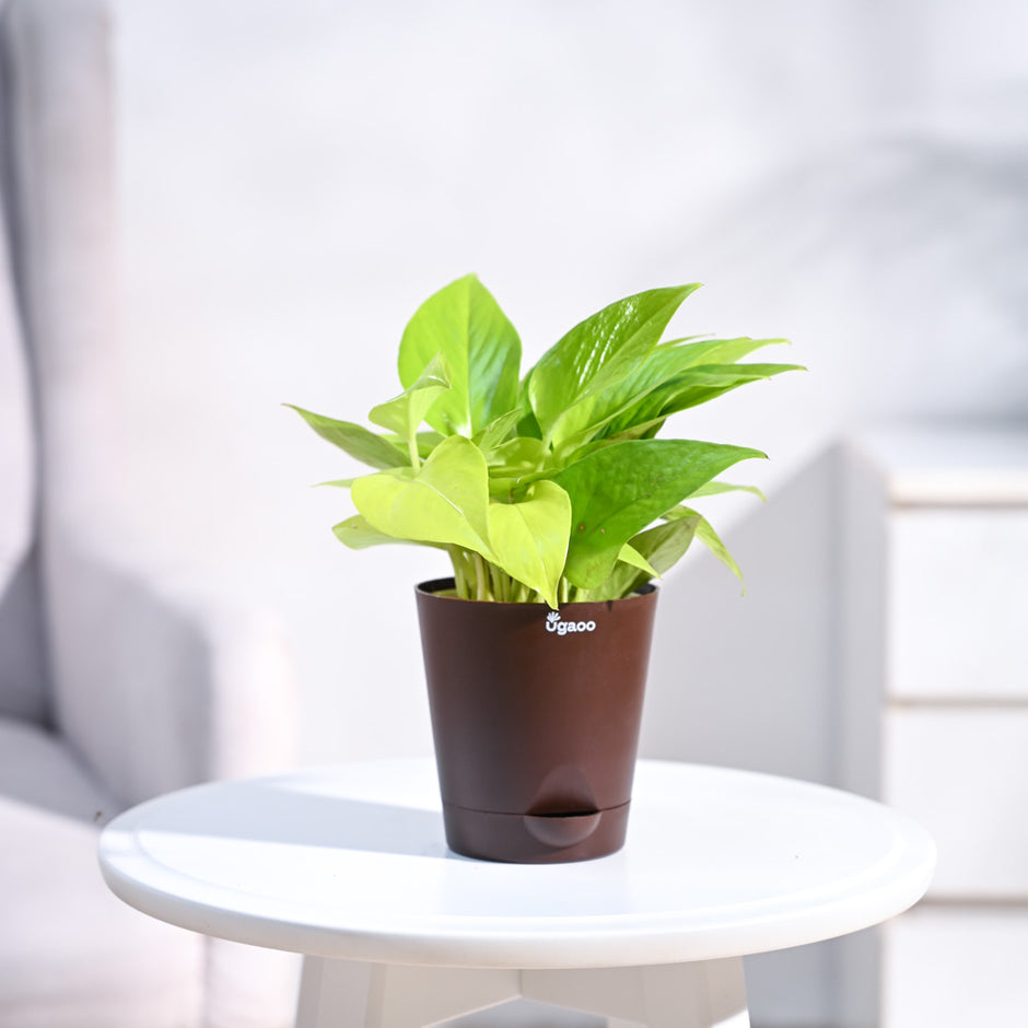 Cow Dung Benefits for Plants: Why Should You Use It? – Ugaoo