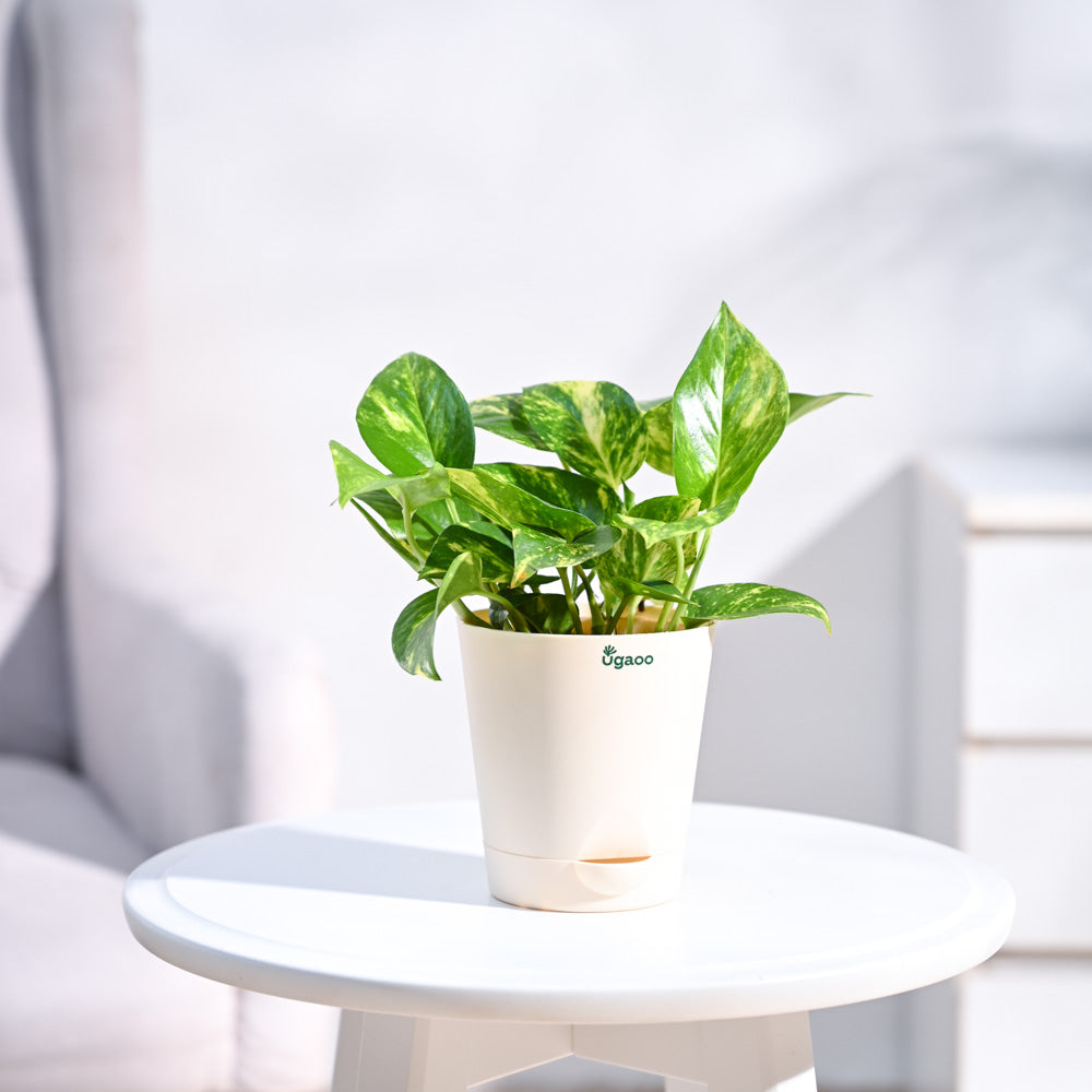 money plant variegated Premium Variegated Money Plant – Add Indoor Elegance & Prosperity!