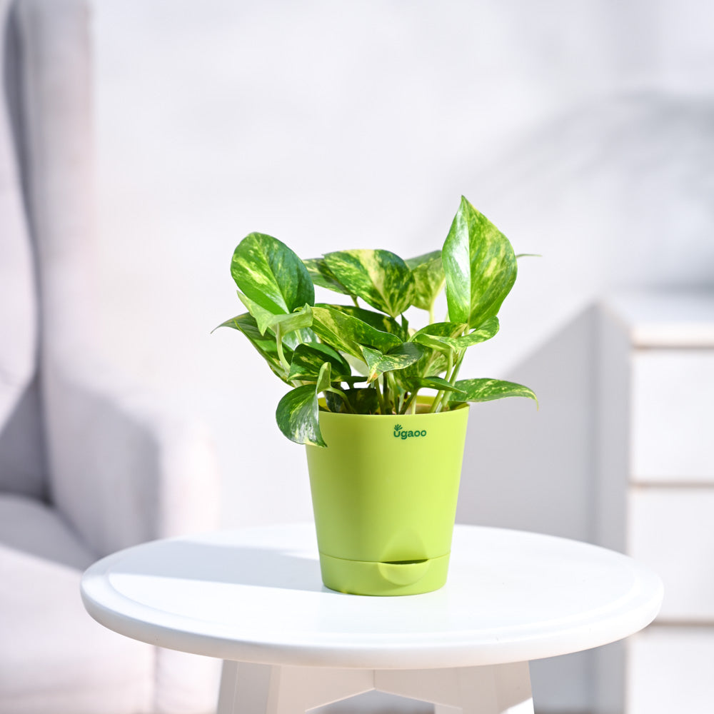 krish-pot_light-green