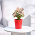 Krish_Red_Self_Watering_Planter
