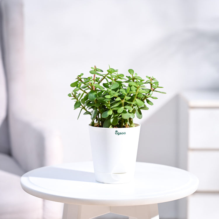 small_krish-pot_white