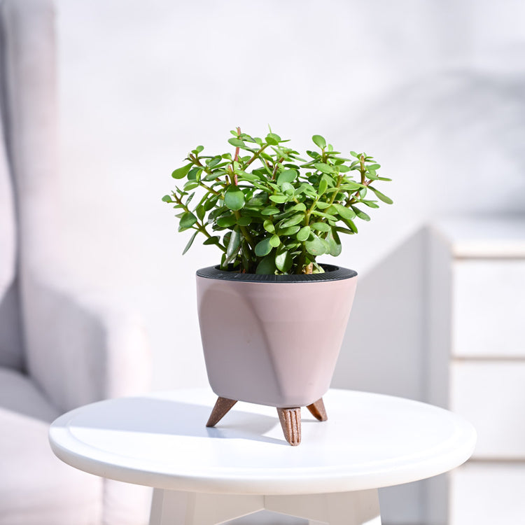 small_lagos-pot_mocca