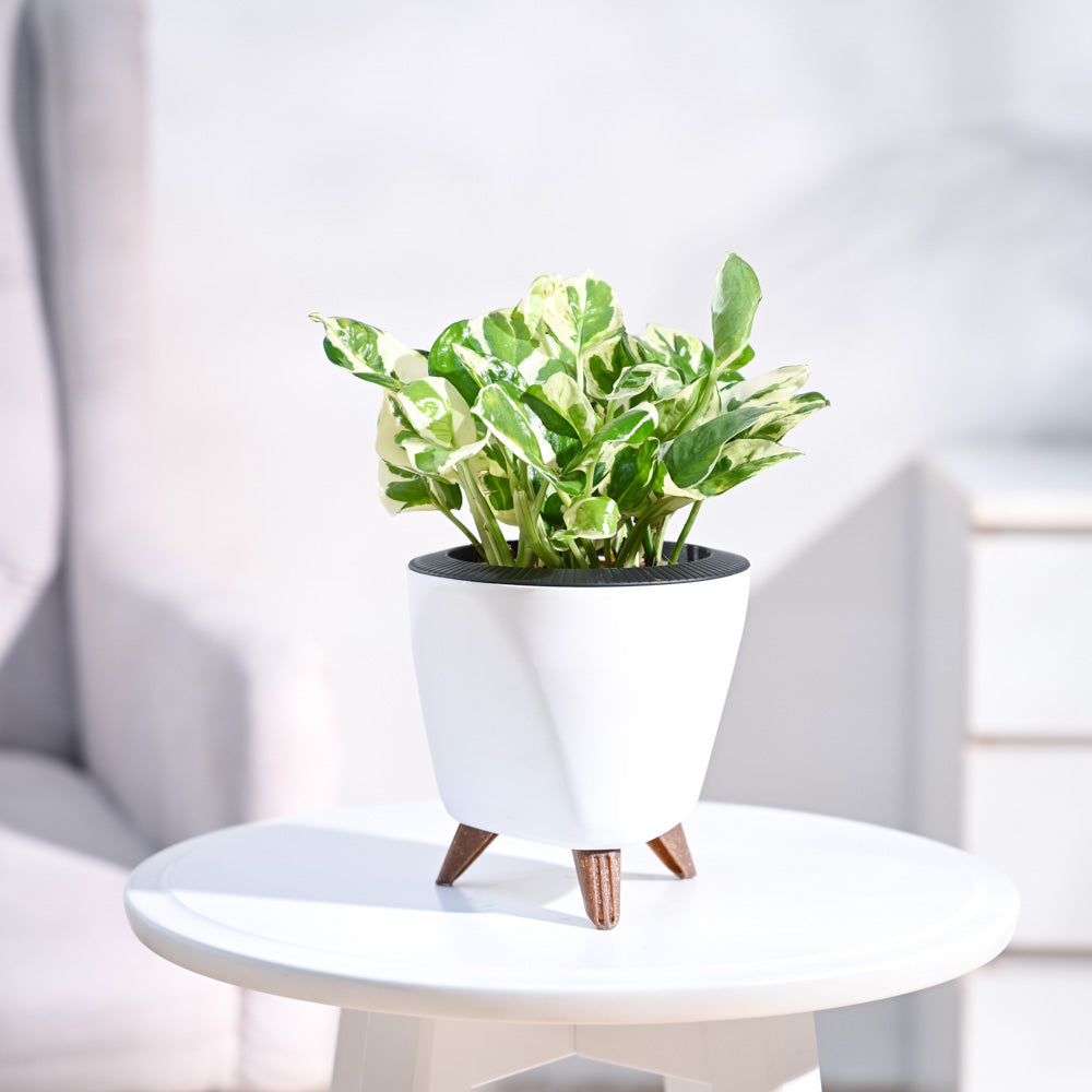 Money Plant N'Joy