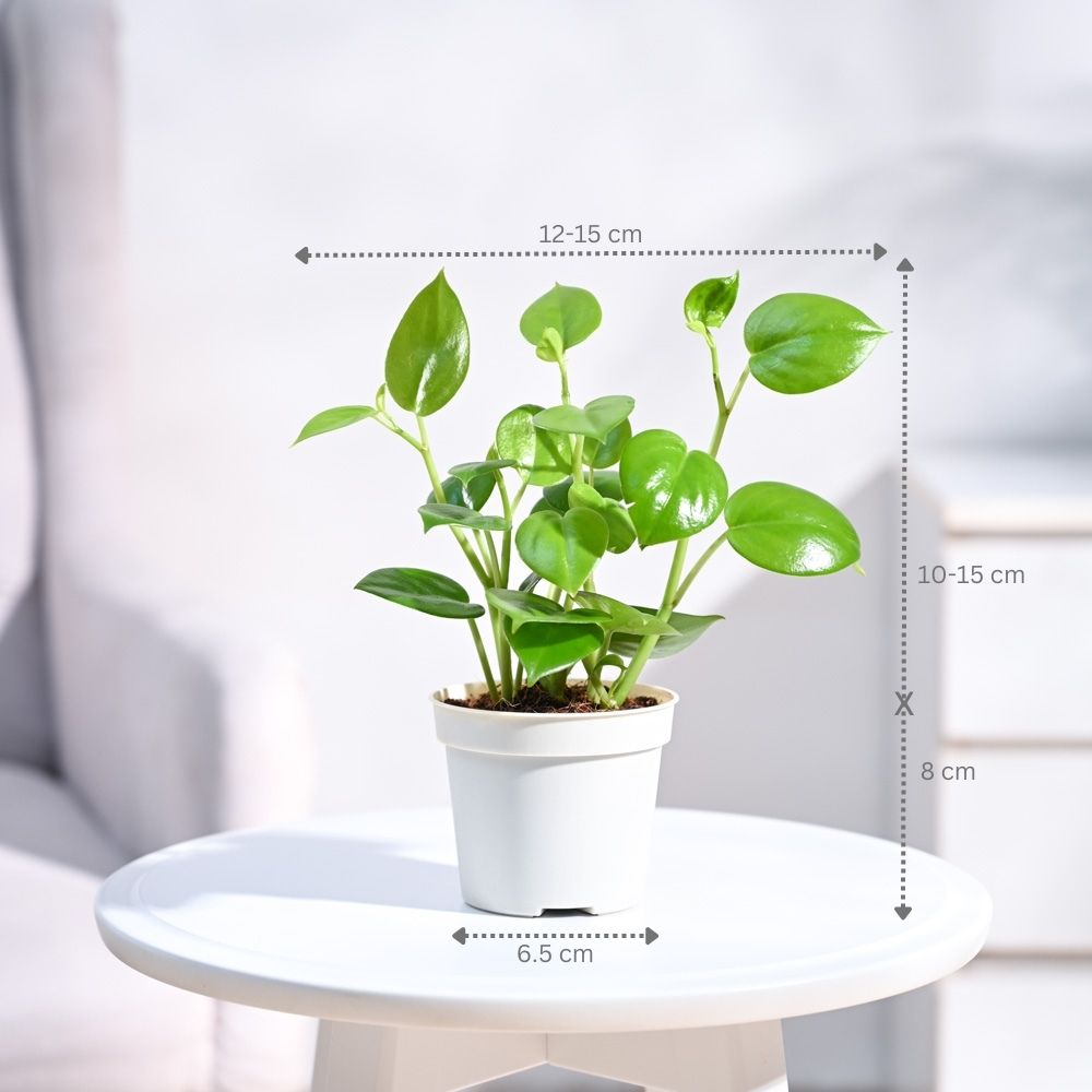 indoor creeper plants online Peperomia Green Creeper Plant