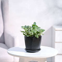 Fittonia Green Plant (Nerve Plant)