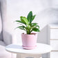 small_ceramic-pot_pink